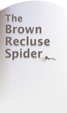 brown recluse spider